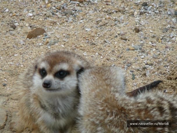 photo 62760