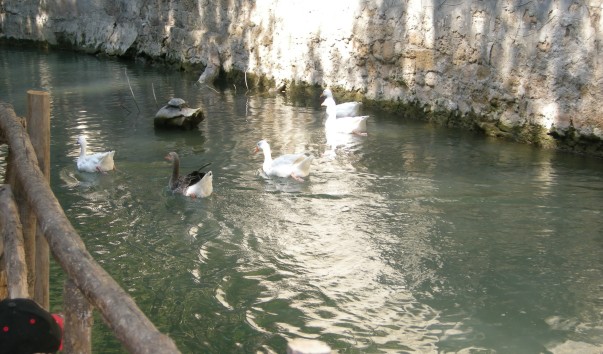 DSCN0633