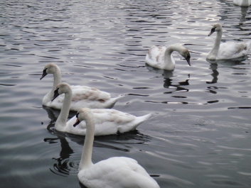 photo 383626