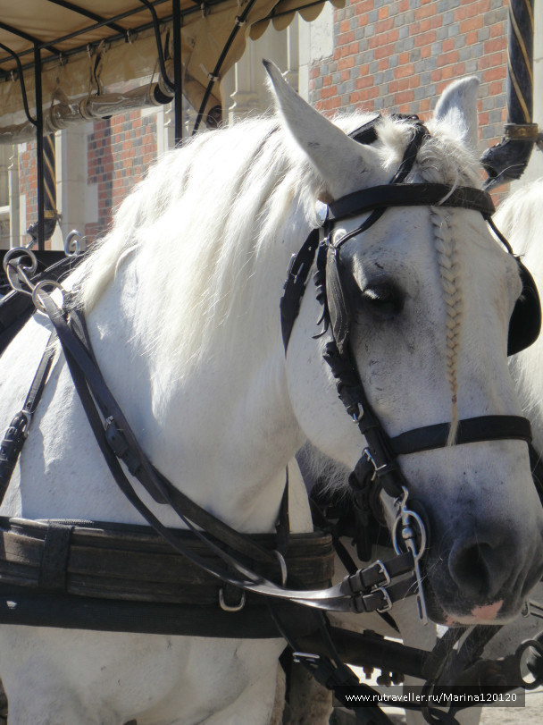 photo 443417