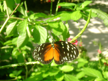 photo 671290