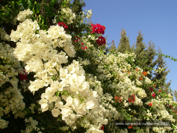 photo 676701