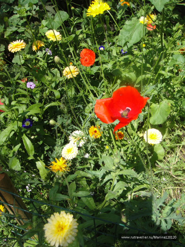 photo 676759
