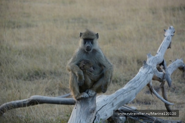 photo 753670