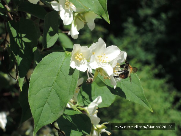 photo 778775