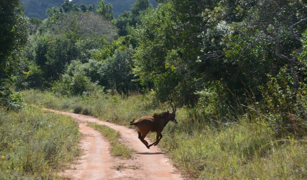 Черная саблерогая антилопа в Шимба-Хиллс