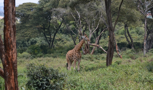 Жираф в Лангате