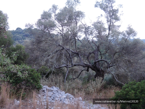 photo 910231
