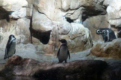 photo 999384