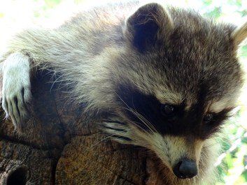 photo 1307090