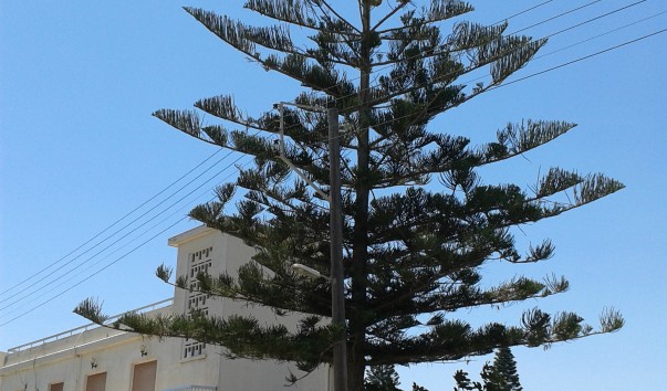 Ларнака