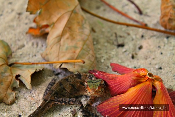 photo 212764