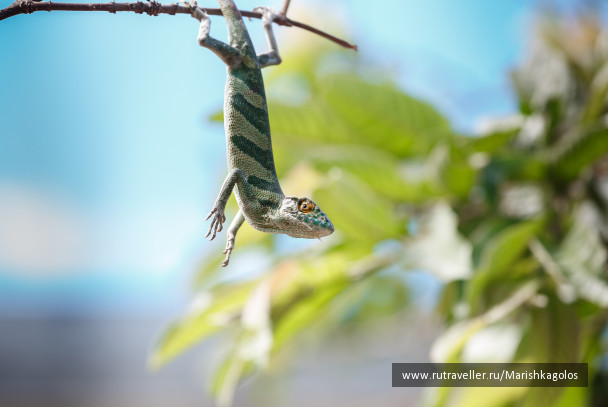 photo 1458259