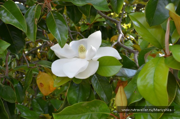 photo 781065