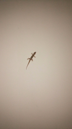 photo 1379035