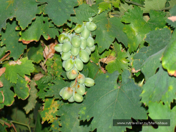 photo 81785