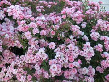 photo 1105607