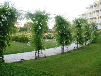 photo 1127957