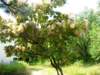 photo 1130110