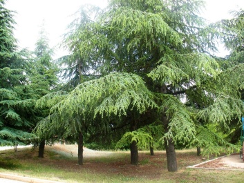 photo 1130115