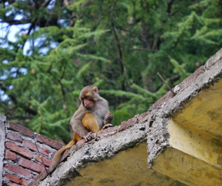 photo 1177109