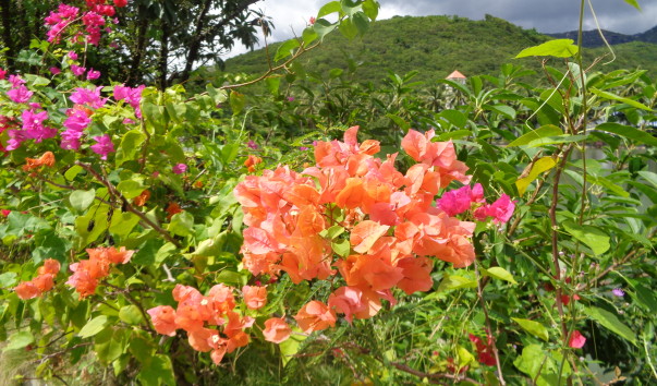 DSC00971