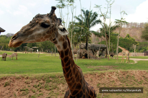 photo 244524
