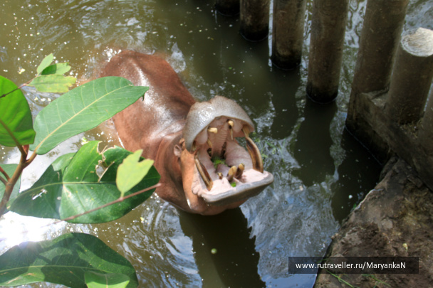 photo 244528