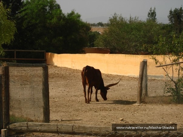 photo 156853