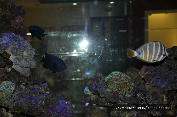 photo 211864