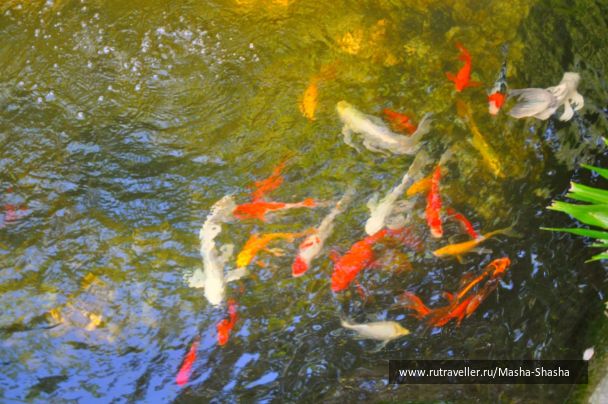 photo 332667