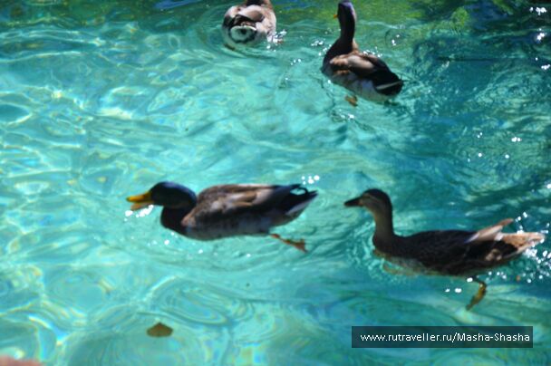 photo 545878