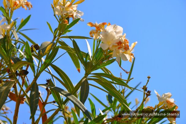 photo 545917