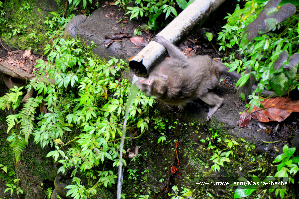 photo 1424630