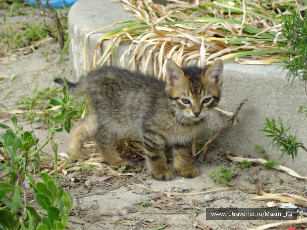 photo 745694