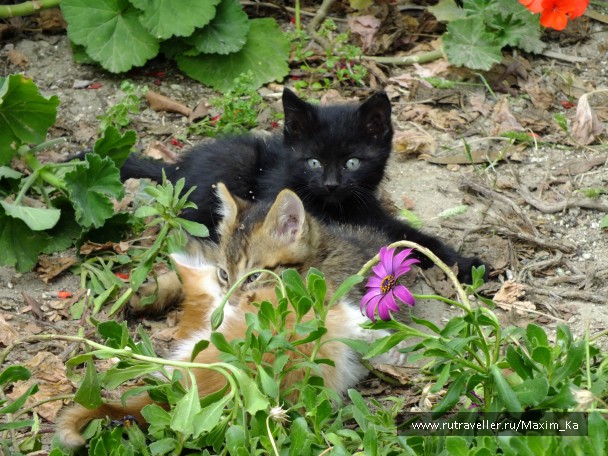 photo 745695