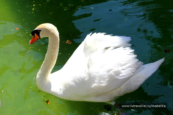 photo 561162