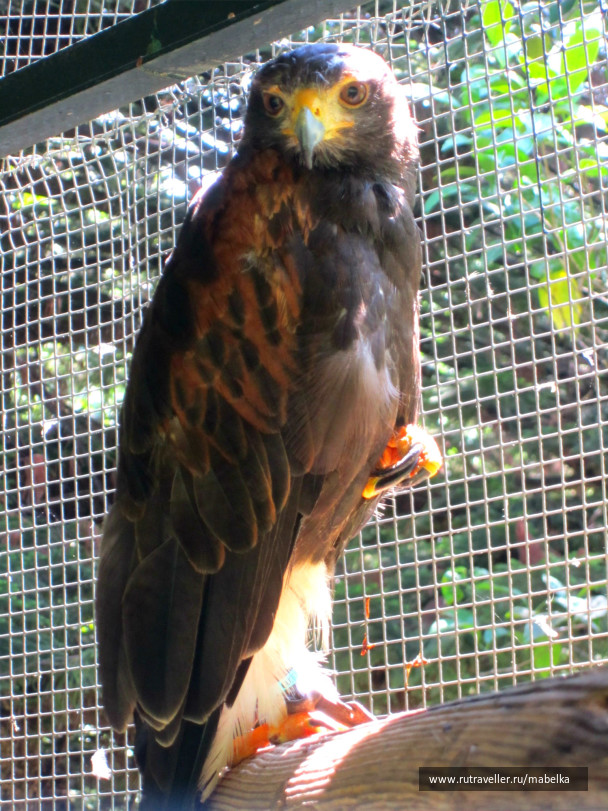 photo 595371
