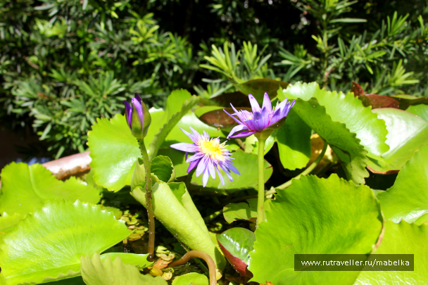 photo 1403812