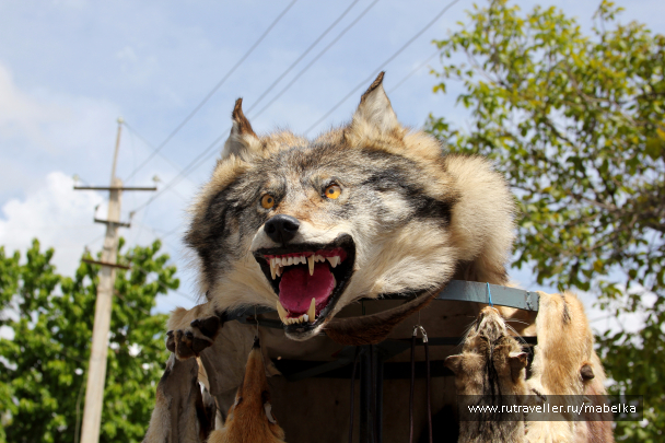 photo 1483945