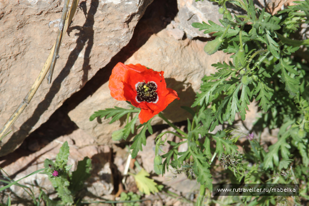 photo 1484476