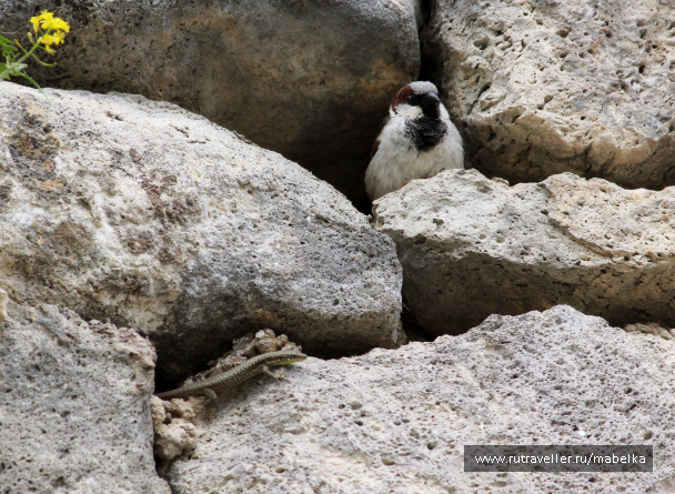 photo 1489702