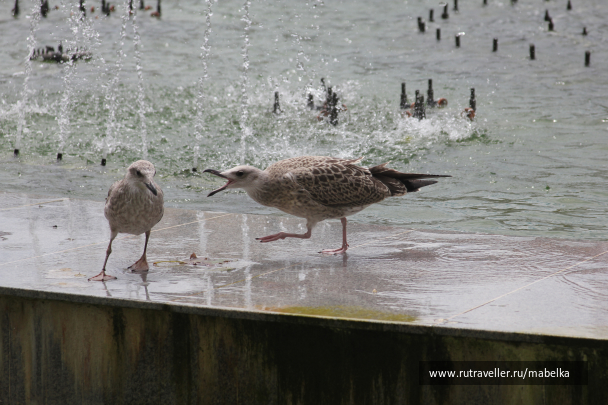 photo 1685254