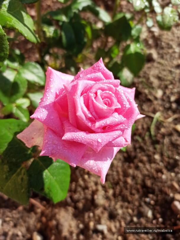 photo 2075209