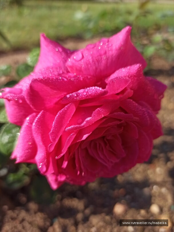photo 2075210