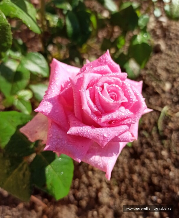 photo 2075212