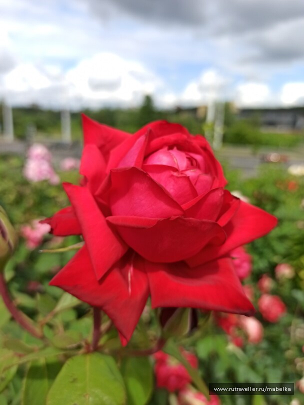 photo 2075216