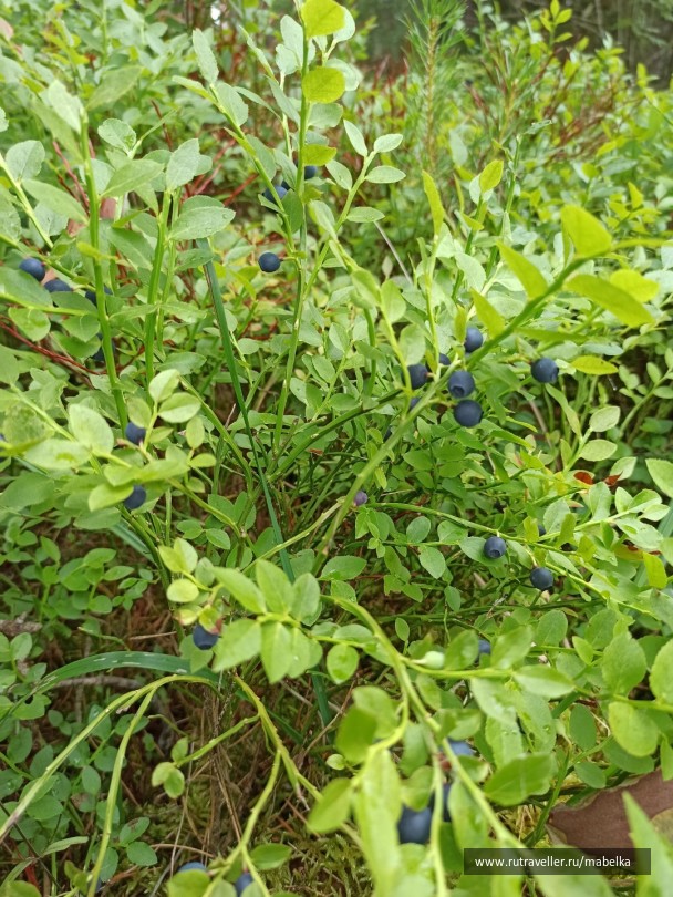 photo 2075276
