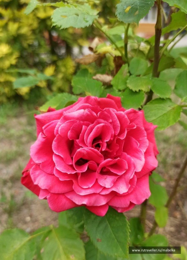 photo 2075278