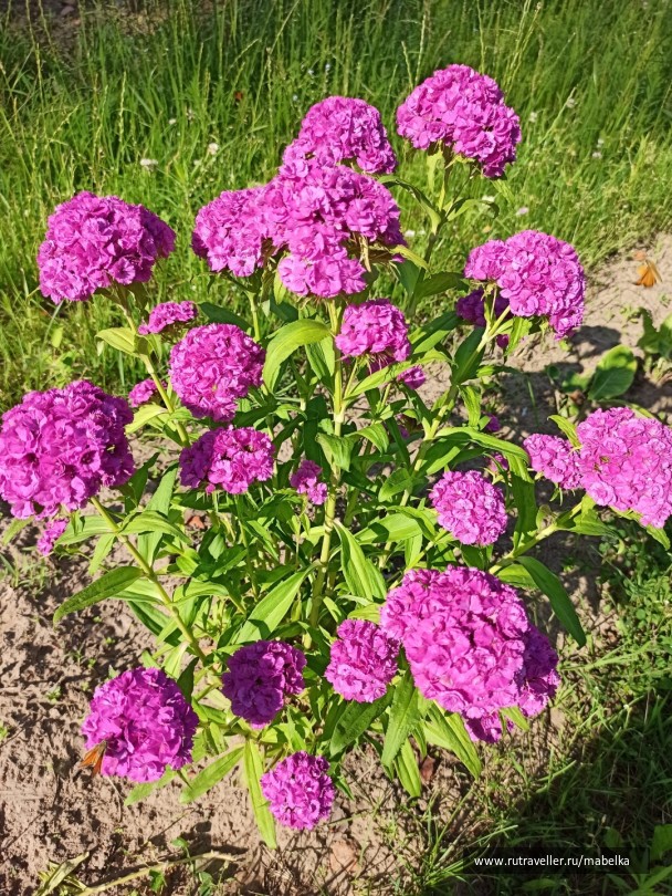 photo 2075290